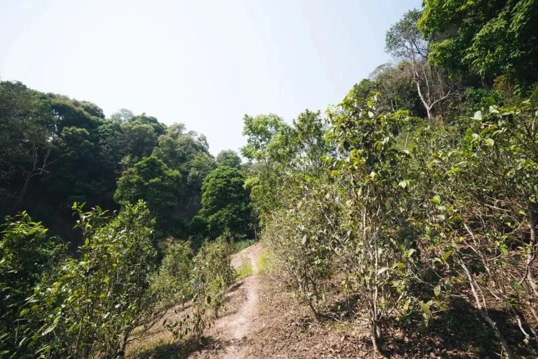 易武荒韻， 秘境白茶園