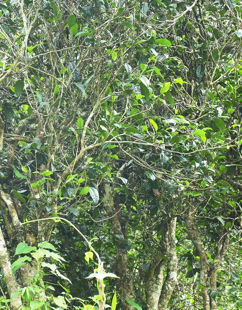 香竹箐：千年的觸摸，穿越時(shí)空的證明