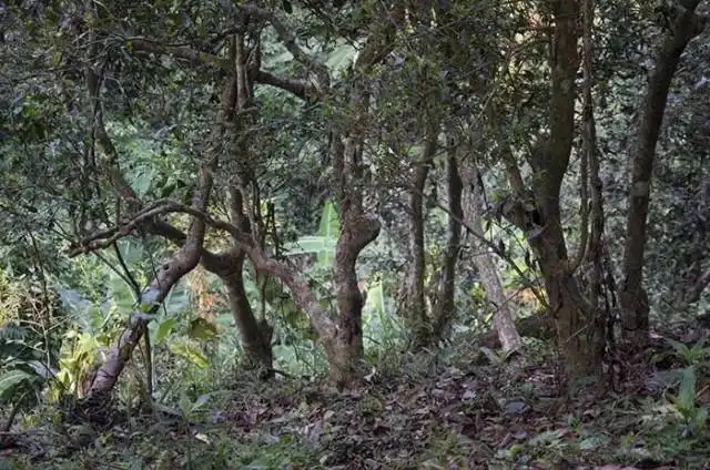 一山一味，山頭茶存在的意義究竟是什么？