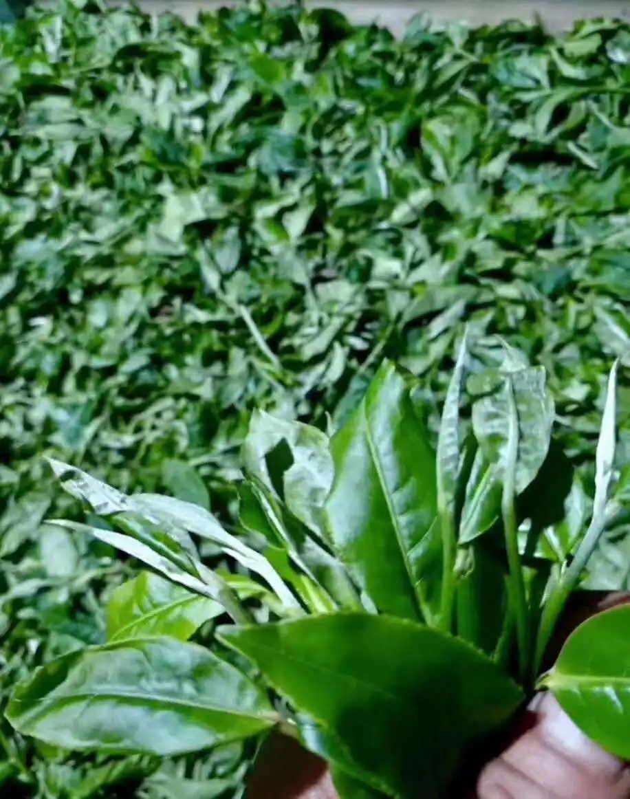 【答疑解惑】關(guān)于勐庫大葉種，你了解多少？