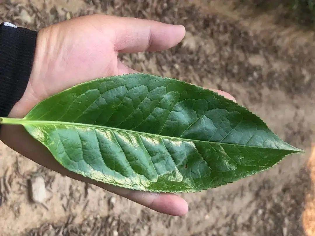 【茶百科】勐庫大葉種的適制性。