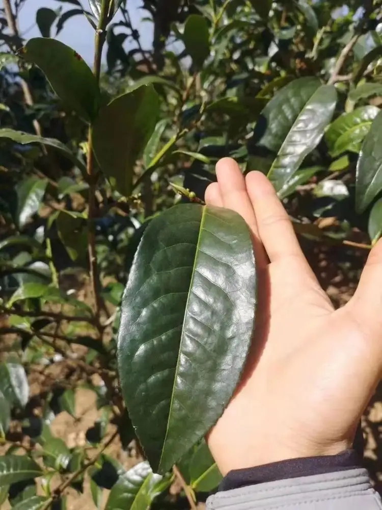 勐庫(kù)茶——云南大葉種的正宗