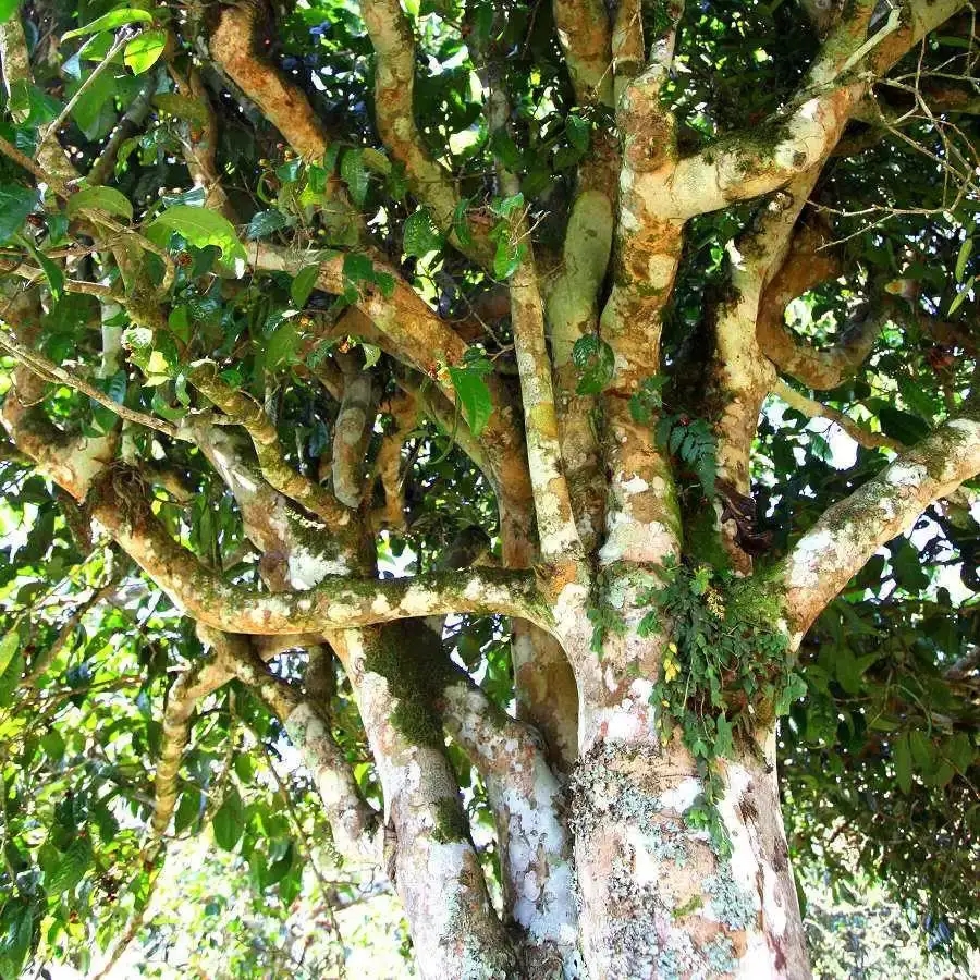 來自易武秘境的至味臻品！氣韻強勁，余韻深邃，一口喚醒你的味蕾~