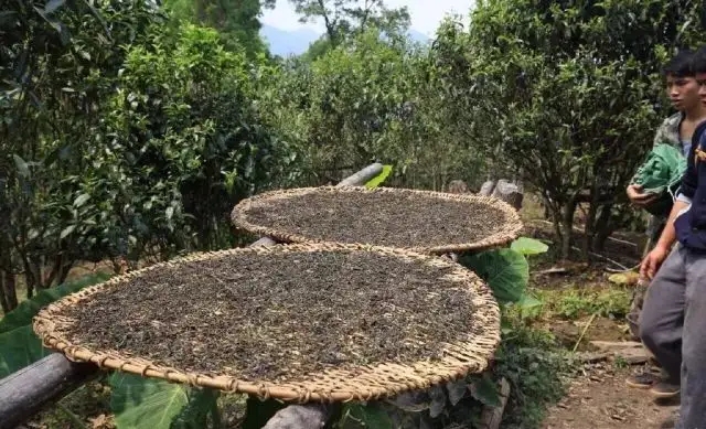 顛覆認(rèn)知！普洱茶的傳統(tǒng)工藝究竟是什么？