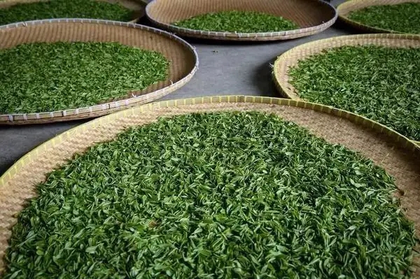 傳統(tǒng)普洱茶殺青工藝原理，專家們是這樣說的