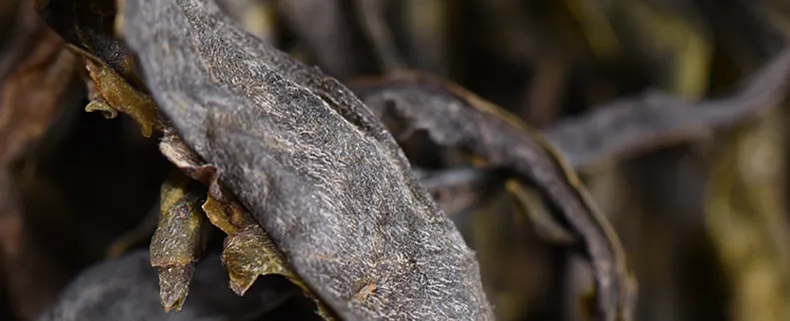 黃片甜柔：品老班章黃金葉