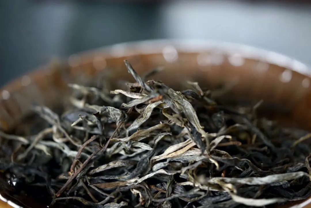 2023年老班章古樹(shù)春茶口感！