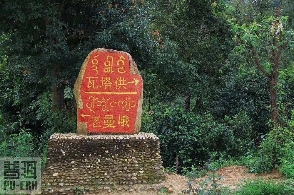 2023年老曼峨古樹春茶特點(diǎn)是什么？