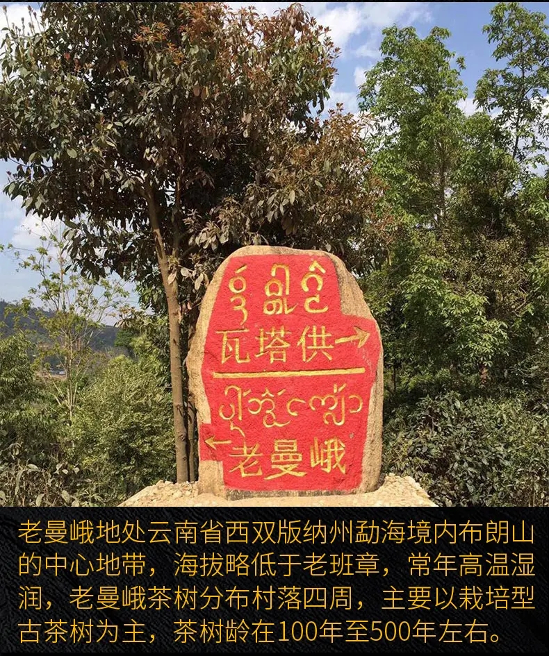2023年老曼峨古樹(shù)春茶口感？