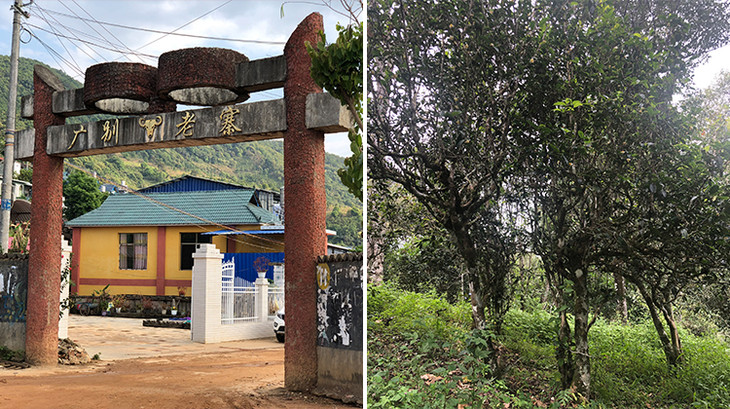 2023年廣別老寨古樹春茶多少錢一公斤？