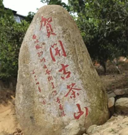 2023年賀開古樹春茶品質如何？