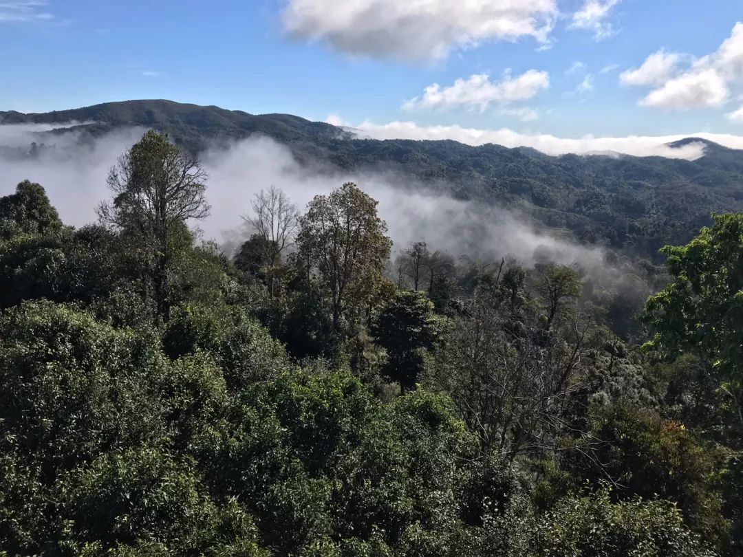 2023年賀開古樹春茶特點(diǎn)是什么？