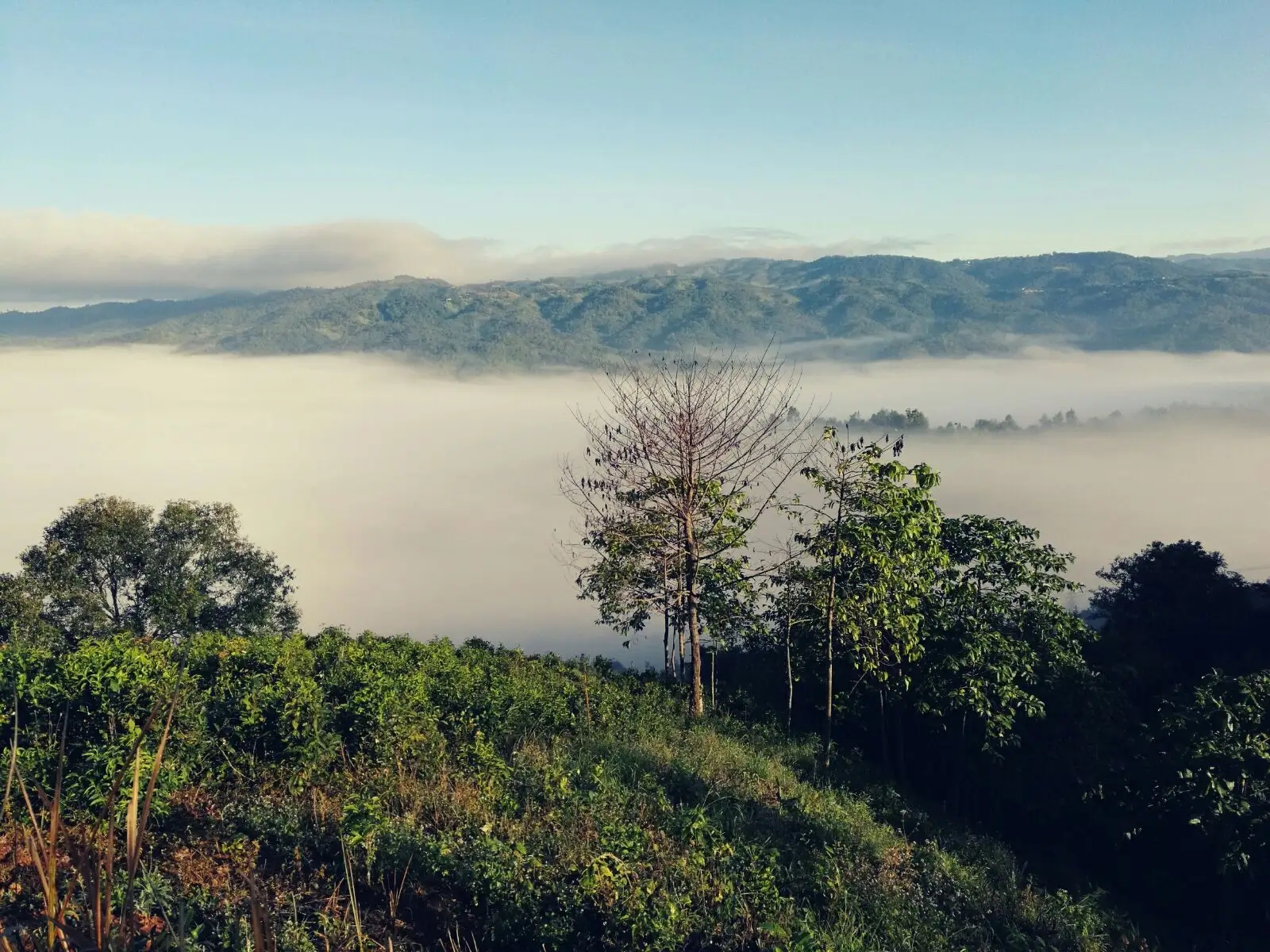 2023年賀開(kāi)古樹(shù)春茶價(jià)格是多少？