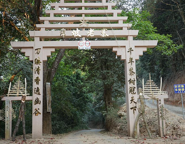 2023年半坡老寨古樹春茶品質(zhì)？