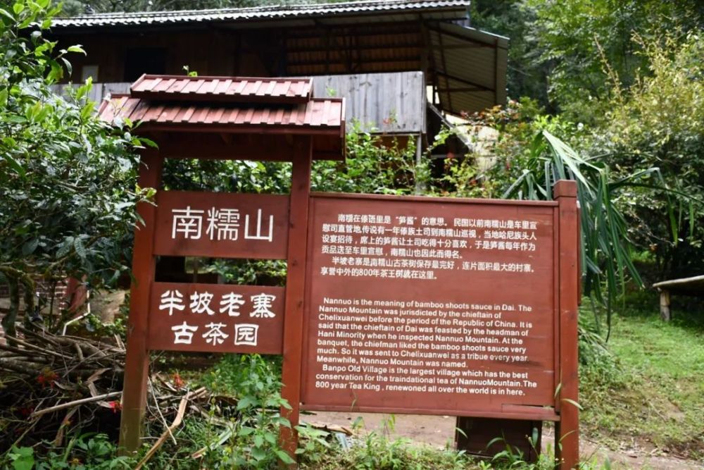 2023年半坡老寨古樹春茶口感是什么？