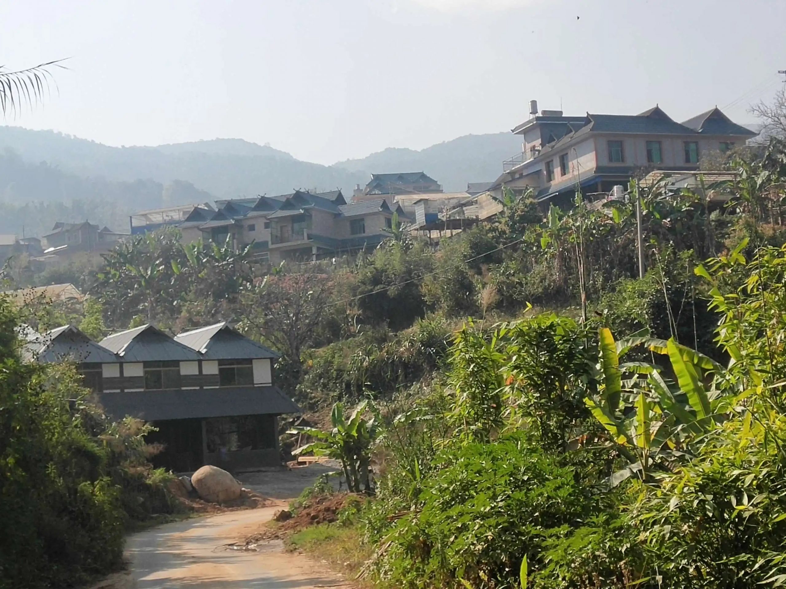 2023年帕沙古樹春茶價格多少錢？