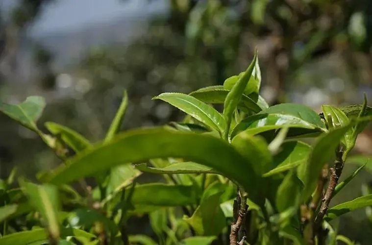 2023年那卡古樹春茶多少錢一公斤？