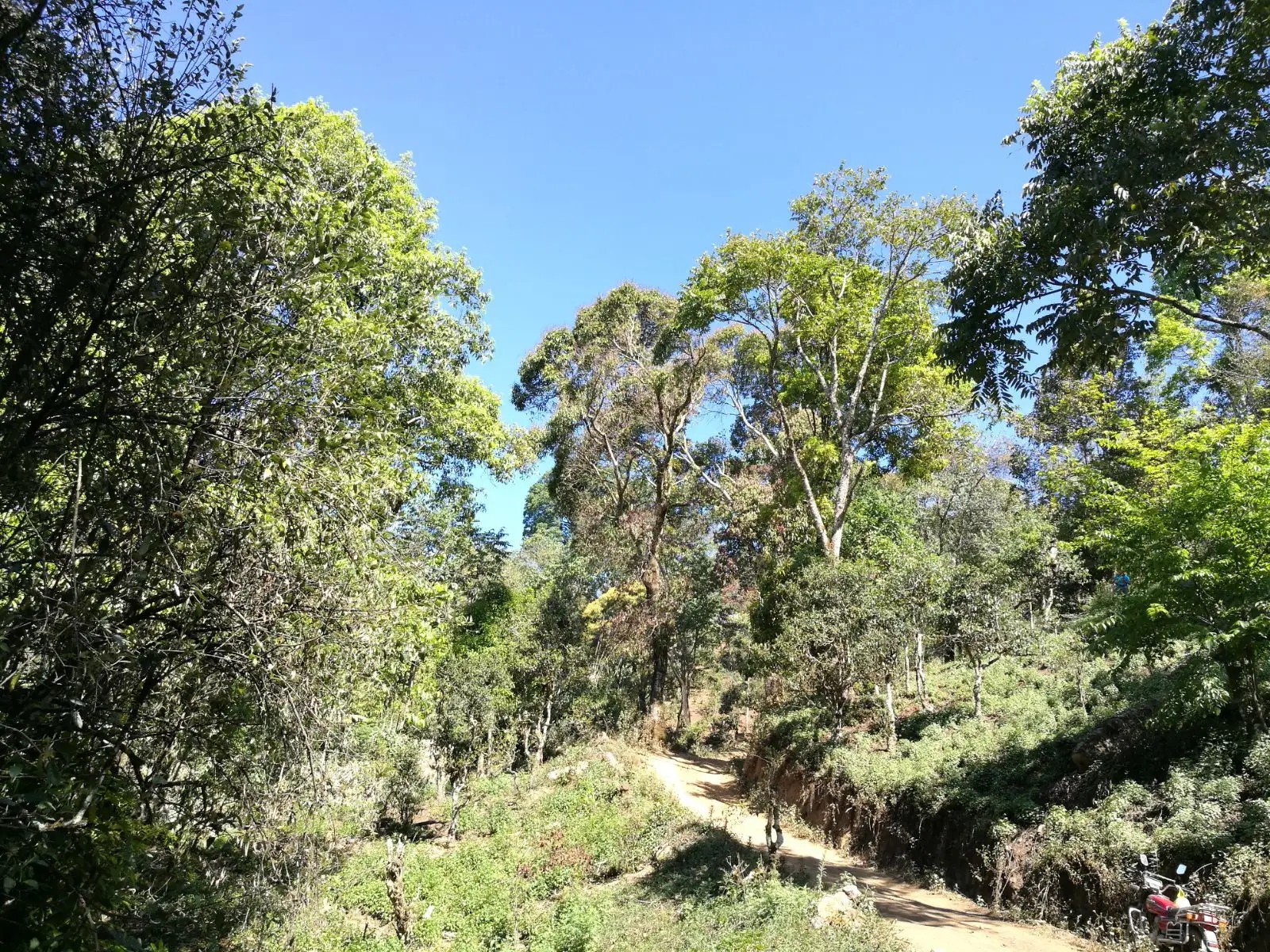 2023年保塘老寨古樹春茶口感是什么？