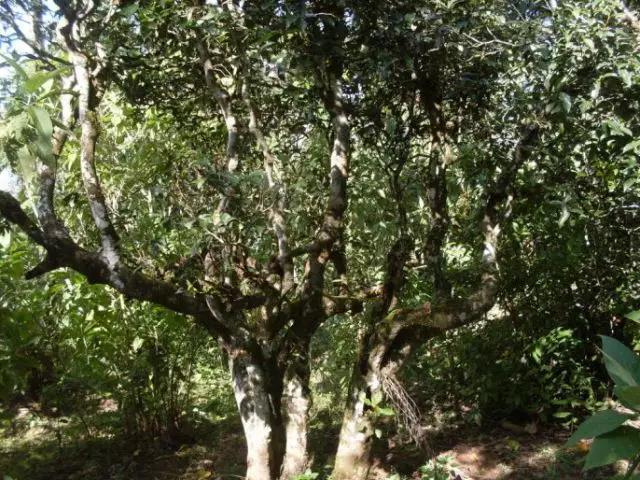 2023年保塘老寨古樹(shù)春茶多少錢(qián)一公斤？