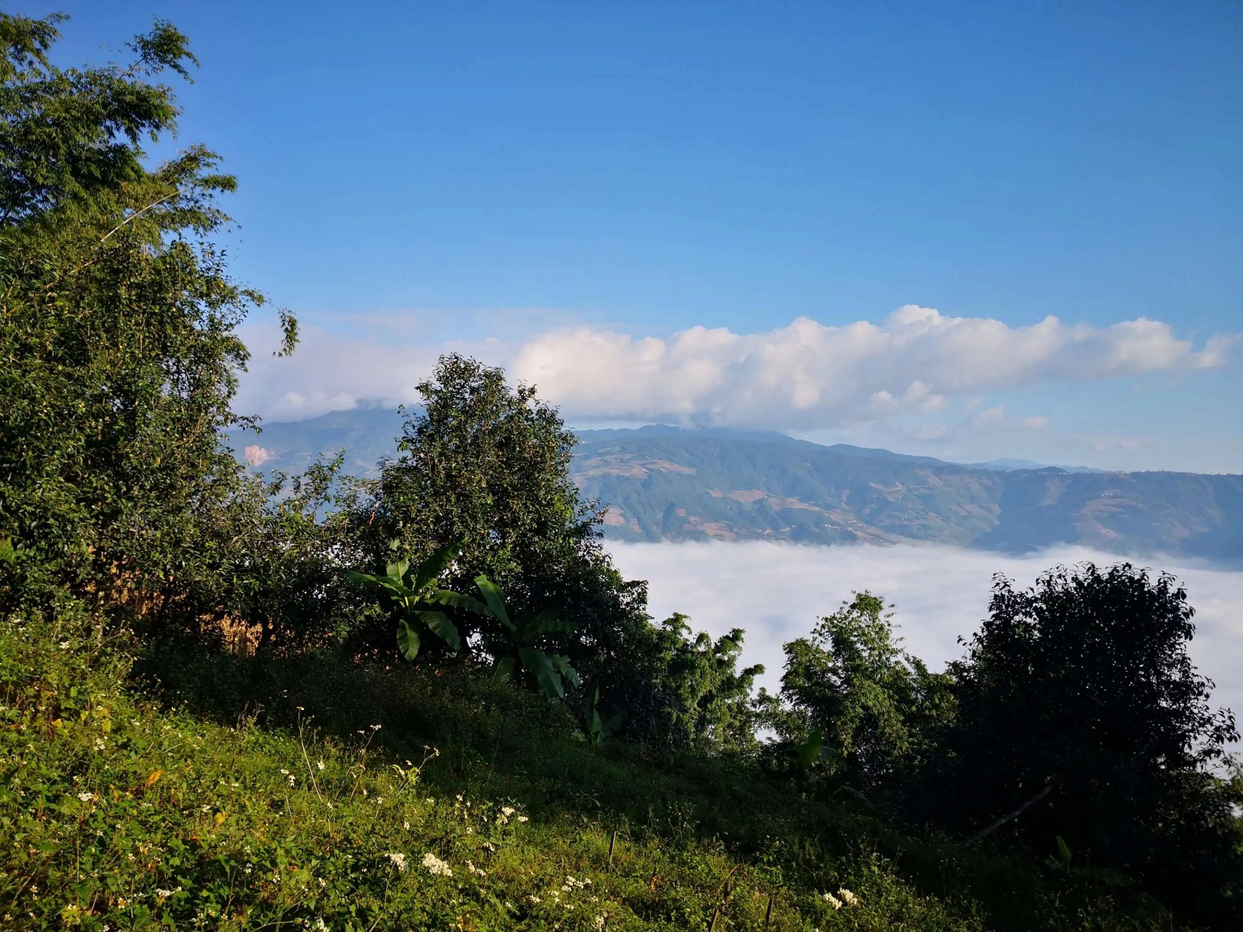 2023年邦崴古樹 春茶品質如何？