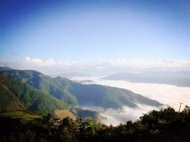 2023邦崴古樹春茶特點(diǎn)是什么？