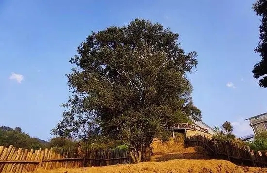 2023年邦崴古樹春茶價格多少？