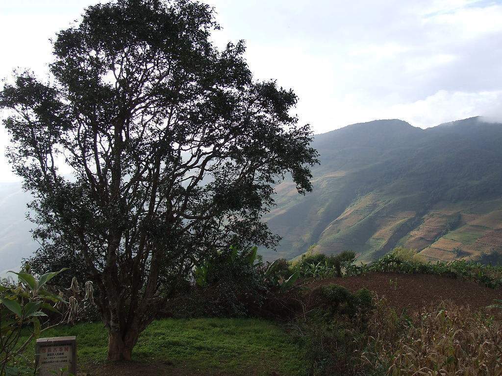 2023年邦崴古樹(shù)春茶多少錢一公斤？