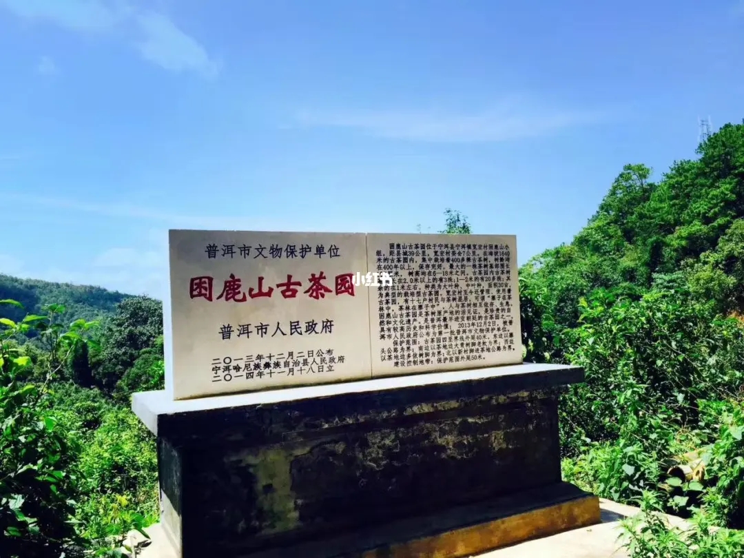 2023年困鹿山古樹春茶特點(diǎn)是什么？