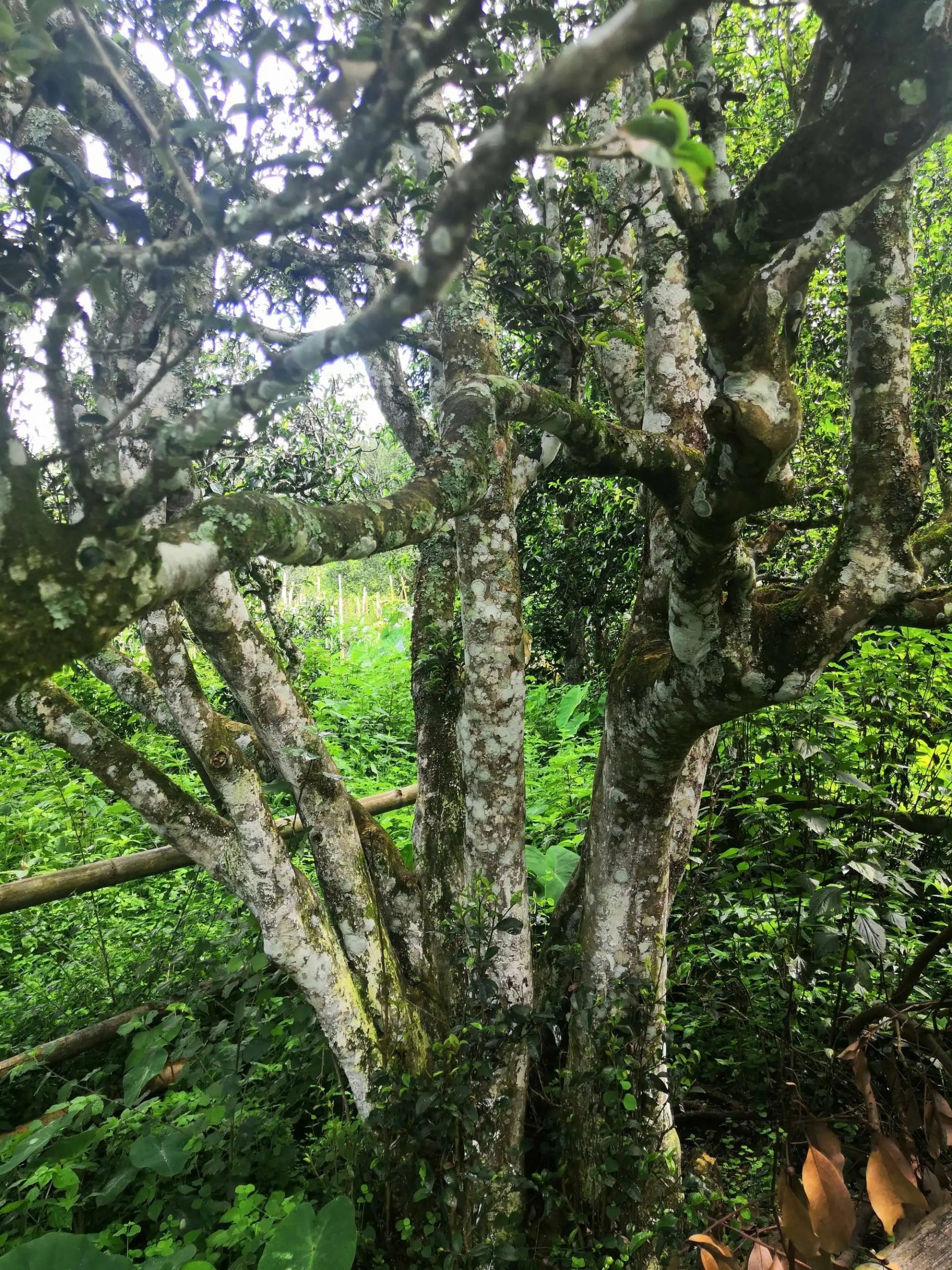 2023年困鹿山古樹(shù)春茶多少錢(qián)一公斤？