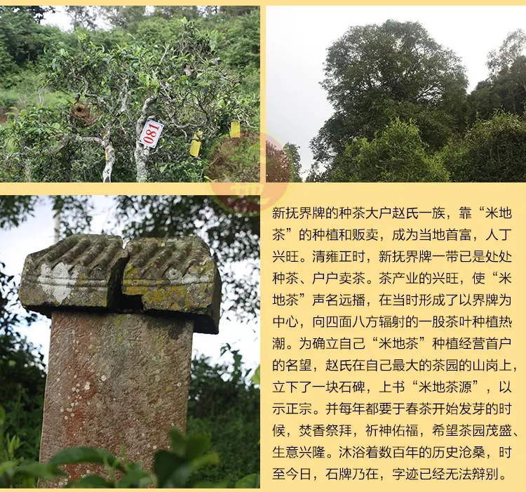 2023迷帝古樹春茶品質(zhì)如何？