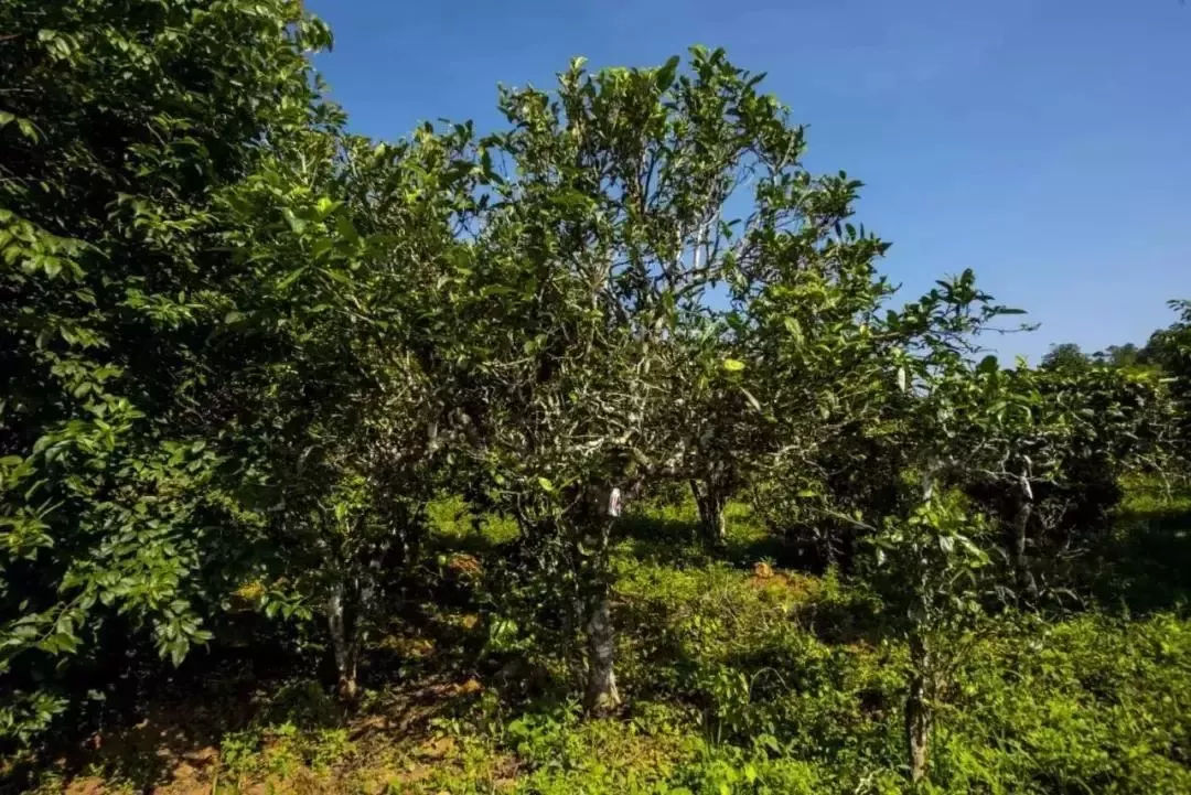 2023年迷帝古樹春茶口感怎么樣？