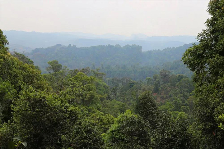 2023苦竹山古樹春茶口感怎么樣？