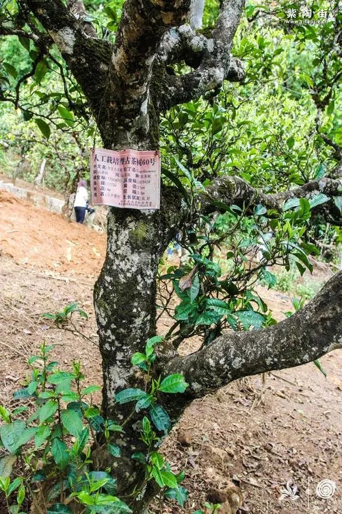 2023年小戶賽古樹春茶特點(diǎn)是什么？