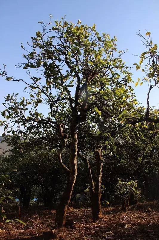 2023年小戶賽古樹(shù)春茶多少錢一公斤？