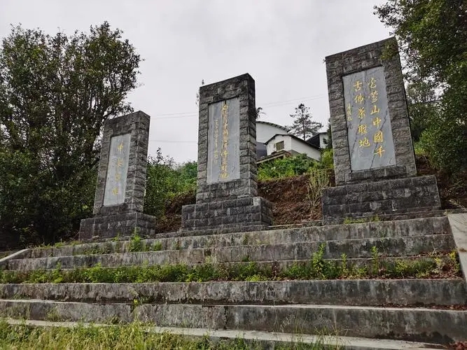 2023年白鶯山古樹春茶品質(zhì)如何？