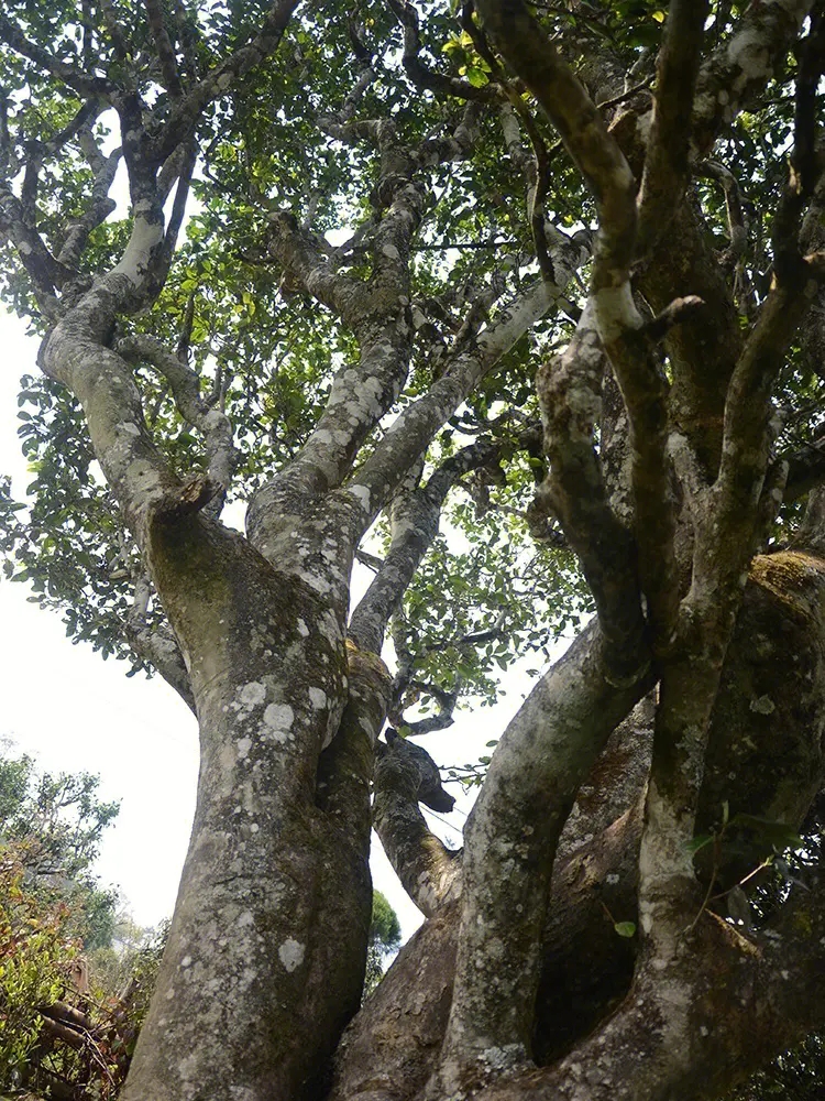 2023年白鶯山古樹春茶多少錢一公斤？