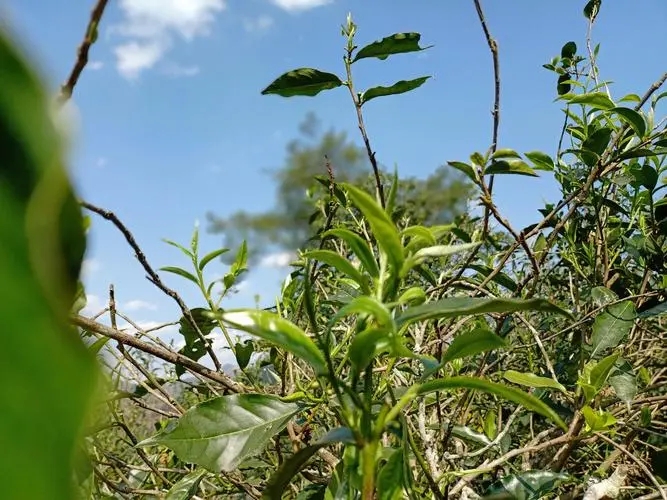 2023年昔歸古樹(shù)春茶價(jià)格是多少？