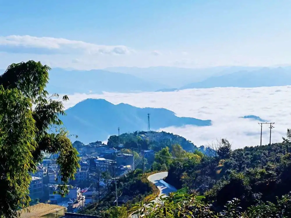 2023年邦東古樹春茶品質(zhì)如何？