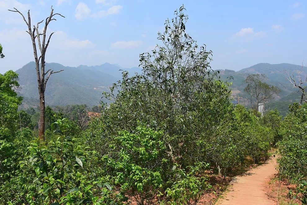 2023年邦東古樹春茶價格是多少？