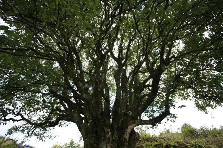 2023年香竹箐古樹春茶品質(zhì)怎么樣？