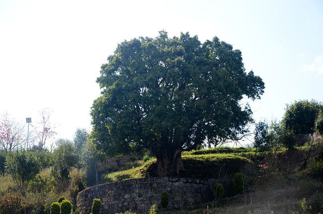 2023年香竹箐古樹春茶特點是什么？