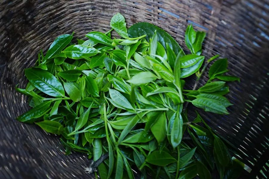 2023年香竹箐古樹春茶多少一公斤？