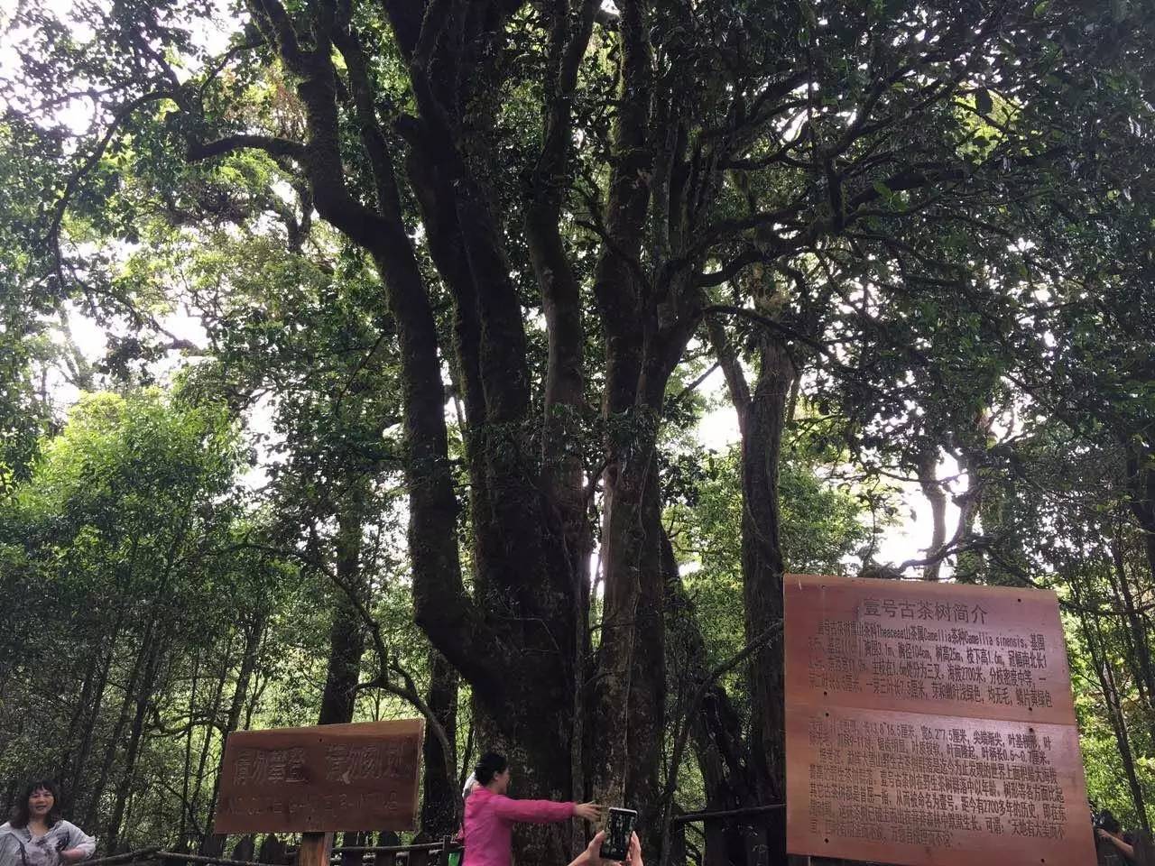 2023年大雪山古樹春茶品質(zhì)怎么樣？