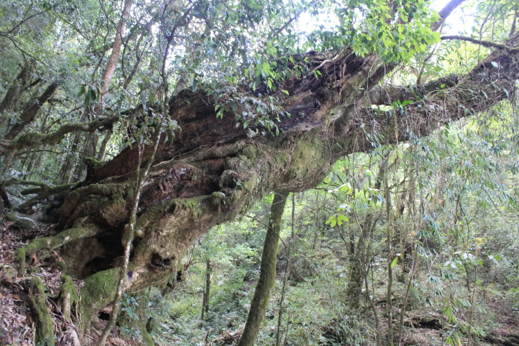 2023年大雪山古樹春茶口感怎么樣？