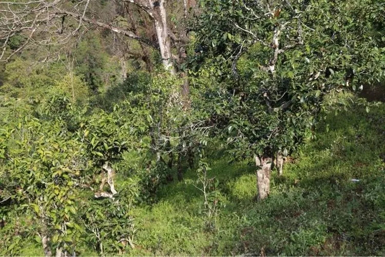 2023年大雪山古樹春茶價格是多少？