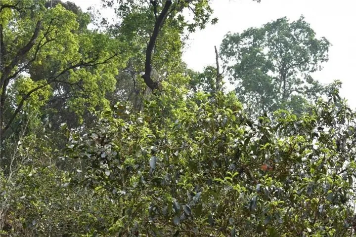 2023年大雪山古樹春茶多少錢一公斤？