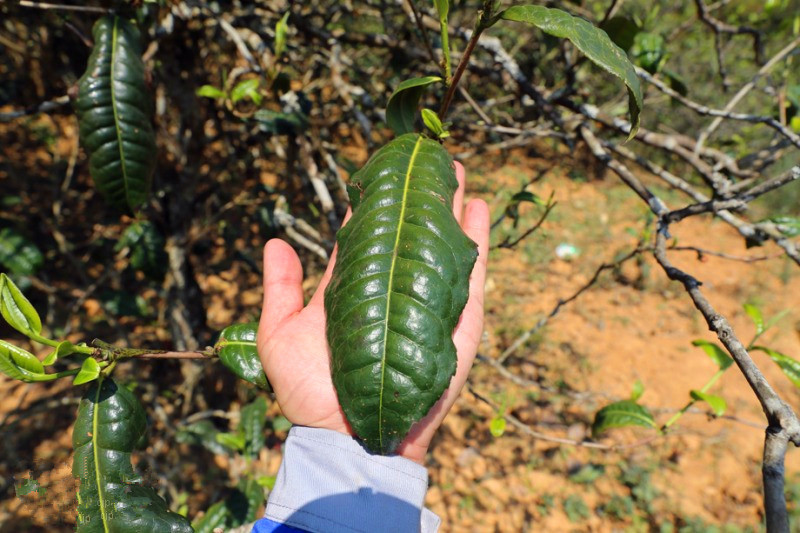 2023年忙肺古樹春茶品質(zhì)怎么樣？