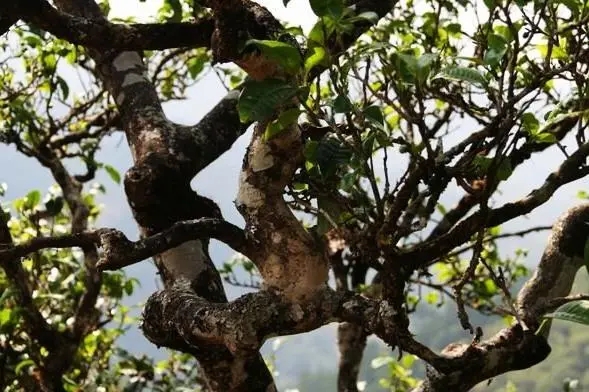 2023年忙肺古樹春茶價格是多少？