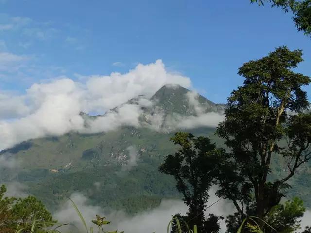 2023年忙肺古樹春茶多少一公斤？