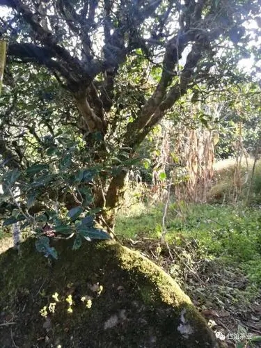 2023年那罕古樹(shù)春茶口感怎么樣?